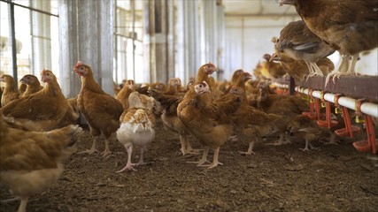  The chicken on the farm. Chicken in the hen house. Poultry farm with chicken. laying hen on...