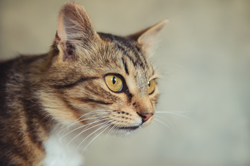 Head of a tabby cat on a light background
