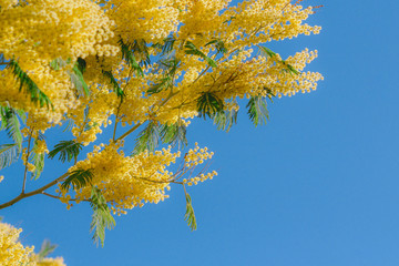 Naklejka na ściany i meble Yellow mimosa blooming tree on background of blue sky. Spring blossom minimal concept.