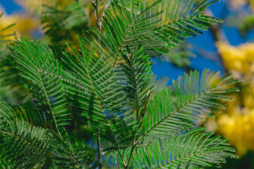 Fototapeta premium Green leaves of mimosa blooming tree on background of blue sky. Spring blossom minimal concept.