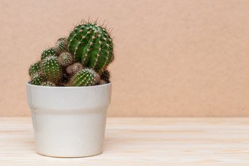 Lonely Cactus in white pot on wooden surface