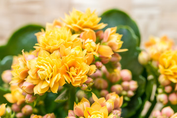 Fototapeta premium Kalanchoe blossfeldiana beautiful bushy plant with yellow flowers
