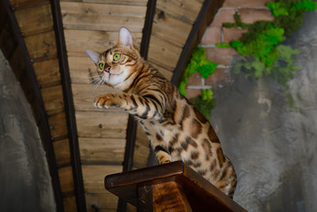 Bengal cat reaches for a toy