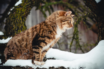 Fluffy tabby cat on the snow-covered tree