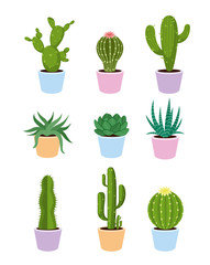 Vector illustration set of succulents and cactus with flowers on white background in flat style.