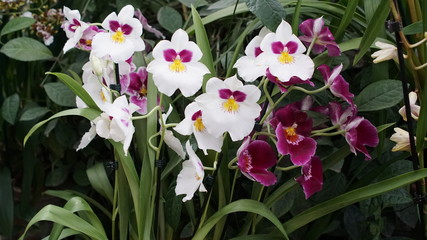 Beautiful blooming orchid flower in the garden with natural green floral background. Amazing plants for postcard and agriculture design with space for text. Phalaenopsis orchid.