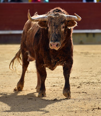 corrida de toros