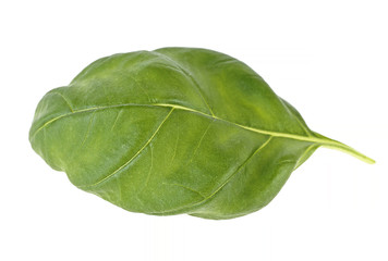 Green basil leaf isolated on white background