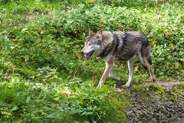 Europäischer Wolf - Canis lupus lupus