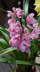 Beautiful blooming orchid flower in the garden with natural green floral background. Amazing plants for postcard and agriculture design with space for text. Phalaenopsis orchid.