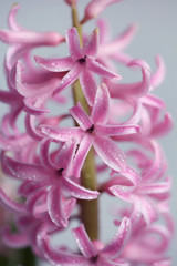 Close-up of pink hyacinth petals with delicate water droplets. Concept of: Floral freshness.