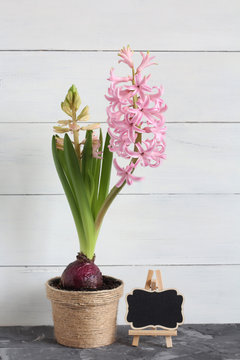 Pink hyacinth in a pot and a small easel for notes on a white wooden background