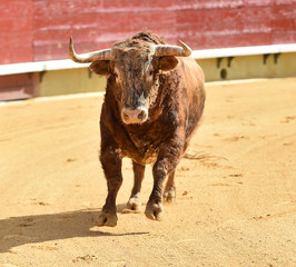 corrida de toros
