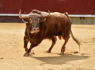 corrida de toros