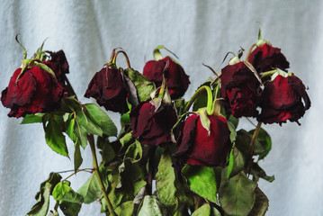 Bouquet of withered red roses