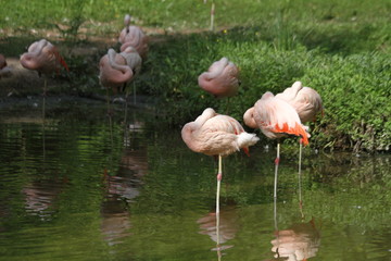 Flamants roses au repos