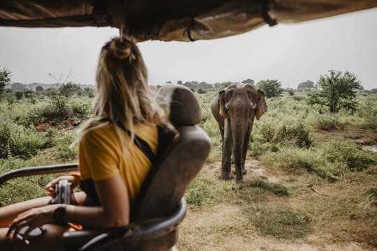 Sri Lankan Safari