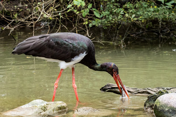 Schwarzstorch - Ciconia nigra
