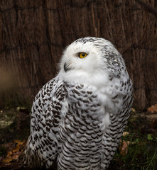 Schnee-Eule - Bubo scandiacus