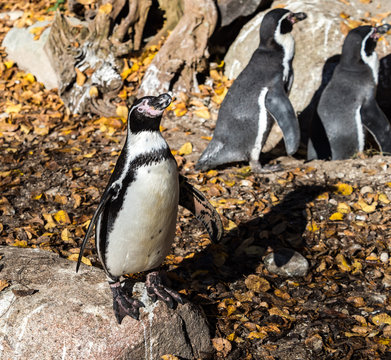 Humboldt-Pinguin - Humboldt penguin