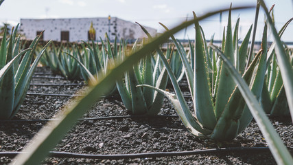 plantation for the cultivation of aloe close-up. The process of growing aloe plants