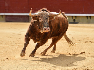 corrida de toros