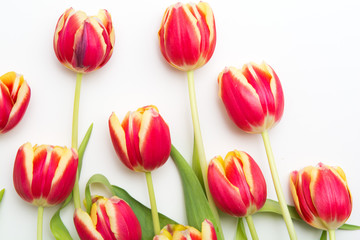 Red and yellow tulips, flowers on white isolated background