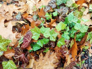 Bluszcz i liście dębu po deszczu