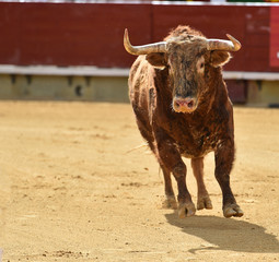 corrida de toros