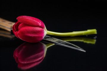 red tulip and knife on a black glossy background