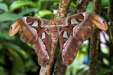 Atlasfalter - Attacus atlas