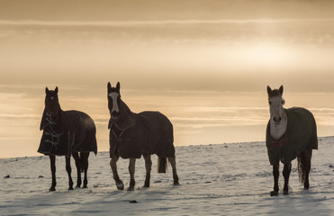 Winter horses