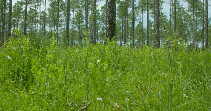 a pan down of the long leaf pine forest
