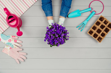 Top view of garden with tools and accessories on grey wooden table background. Products seen from above, top view. Gardening or planting concept for blog or product presentation.