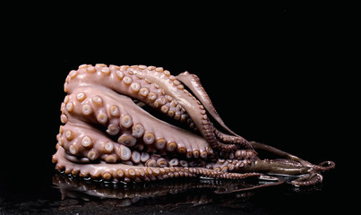 Krake Oktopus Pulpo Seafood