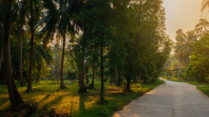 Sunset Light shine through palm trees in tropical jungle with road