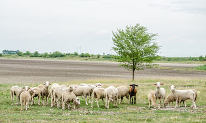 Fototapeta na wymiar Flock of sheep grazing