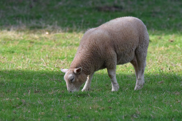 Sheep grazing on a grass meadow 