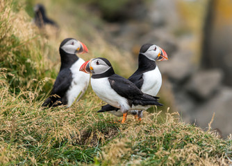 The Atlantic puffin, also known as the common puffin