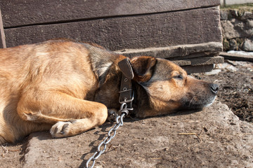 The dog is sleeping calm in the sun