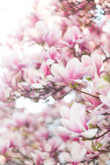 Blooming Magnolia flowers. Spring background