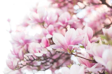 Fotobehang Magnolia Tot bloei komende magnoliaboom. Selectieve focus