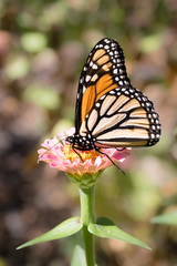 Monarch Butterfly (Danaus plexippus) feeding on a pink flower with proboscis extended and one leg extended backwards off of the flower in profile.