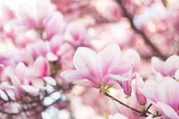 Crédence de cuisine en verre imprimé Magnolia Gros plan de fleurs de magnolia en fleurs. Fond de belle nature
