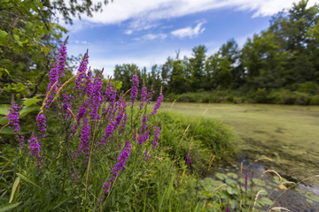 Purple flowers, grass and river on a summers day