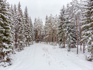 Evergreen forest in winter