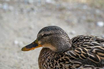 Eine weibliche Ente sucht fressen am See