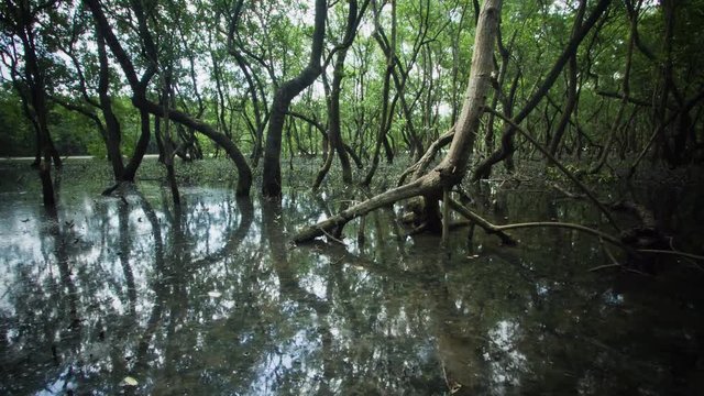 Timelapse - Tide changing in the mangrove. Mangrove forest with aerial roots. Florian&oacute;polis, Santa Catarina / Brazil 