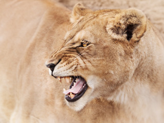 Anger of mighty lioness