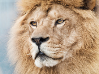 Fototapeta premium Broody majestic lion